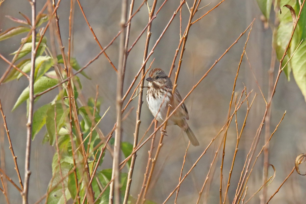 Song Sparrow - ML645176903