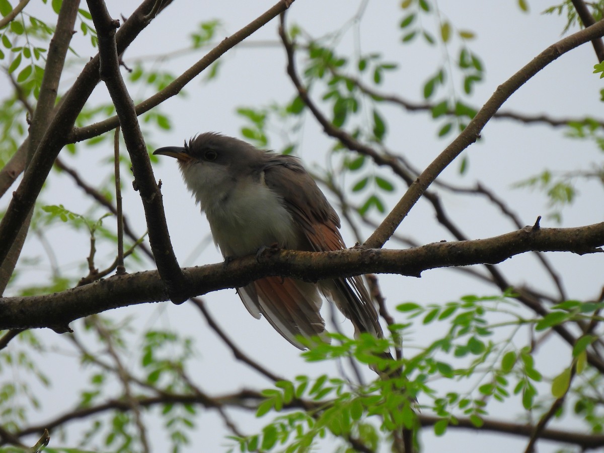 Yellow-billed Cuckoo - ML645176906