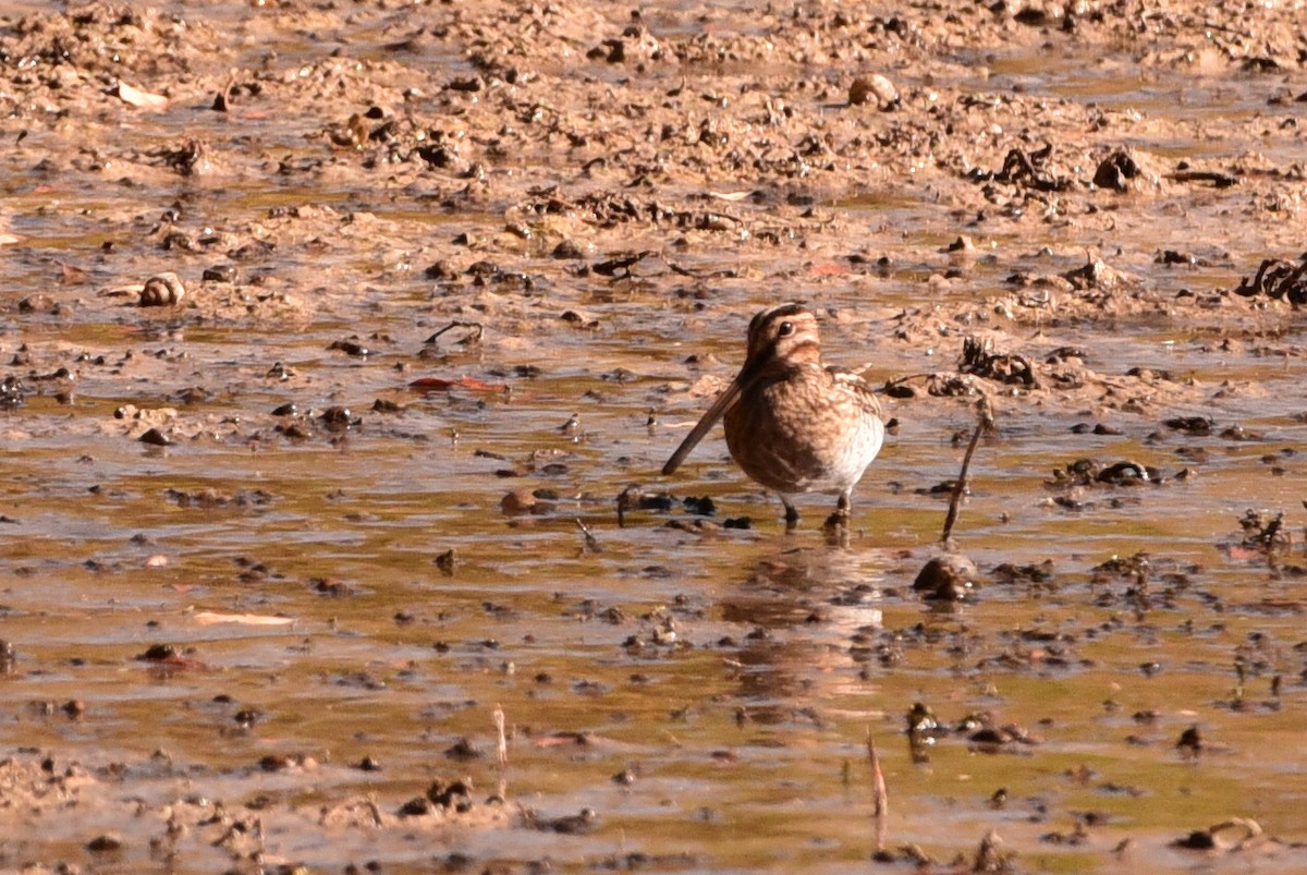Wilson's Snipe - ML645176920