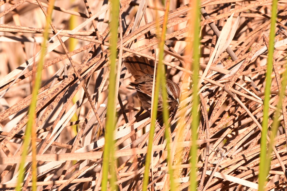 Song Sparrow - ML645176930