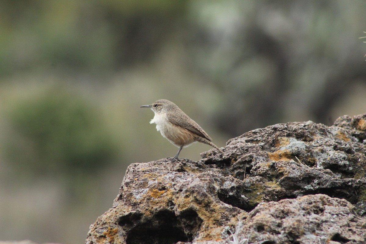 Rock Wren - ML645176932