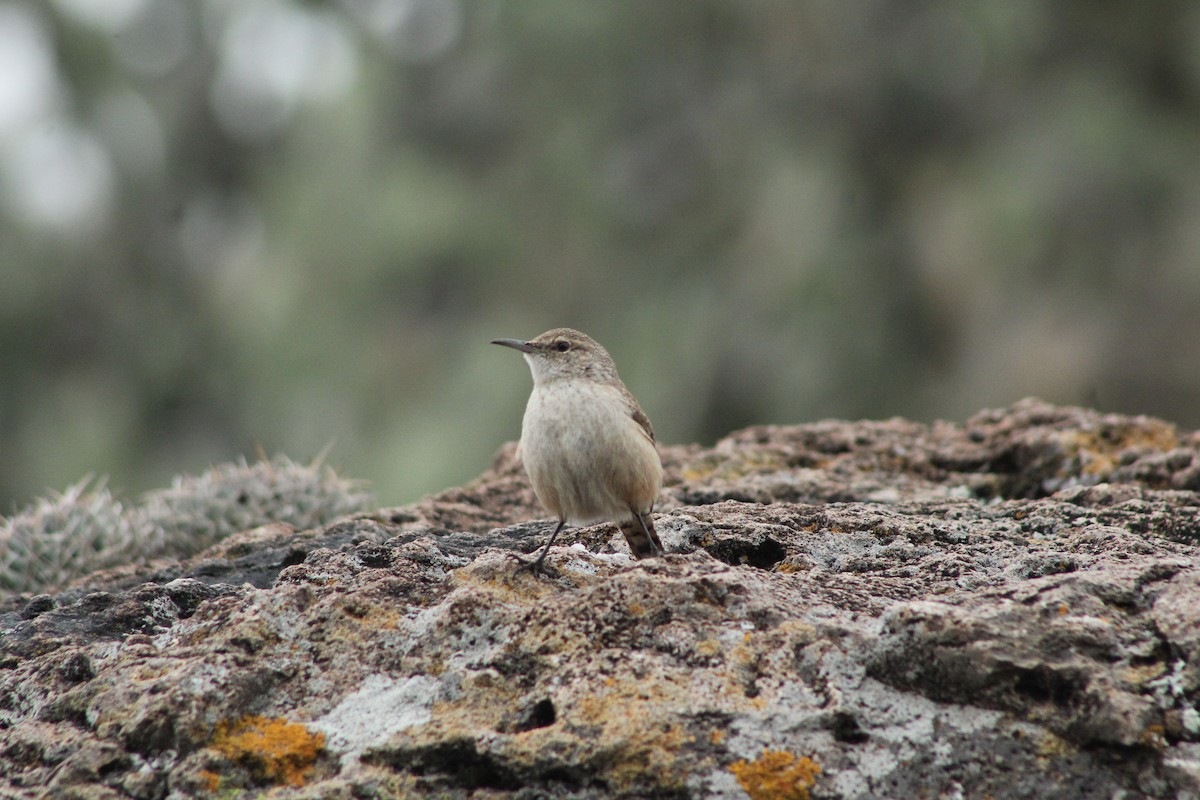 Rock Wren - ML645176934