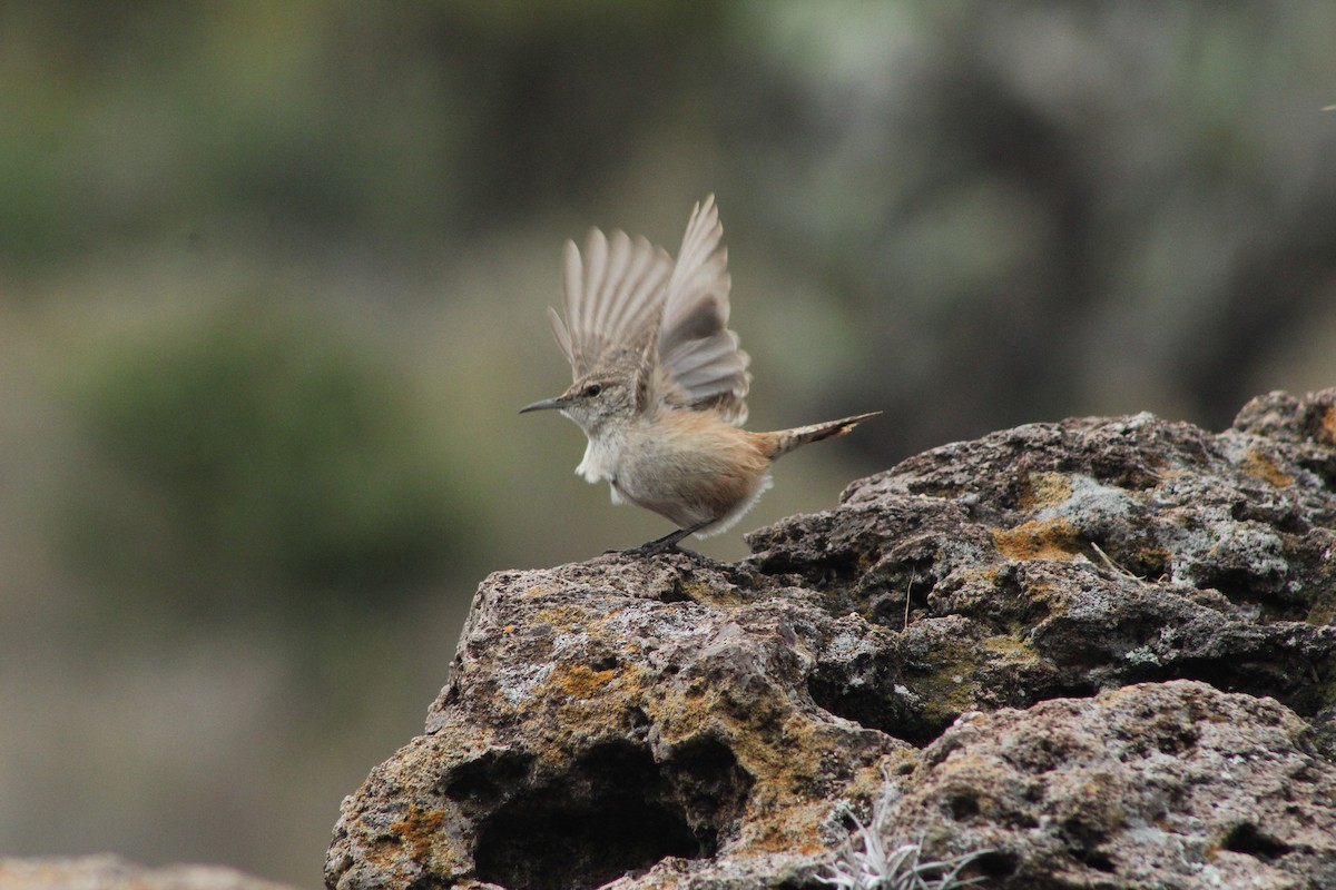 Rock Wren - ML645176935
