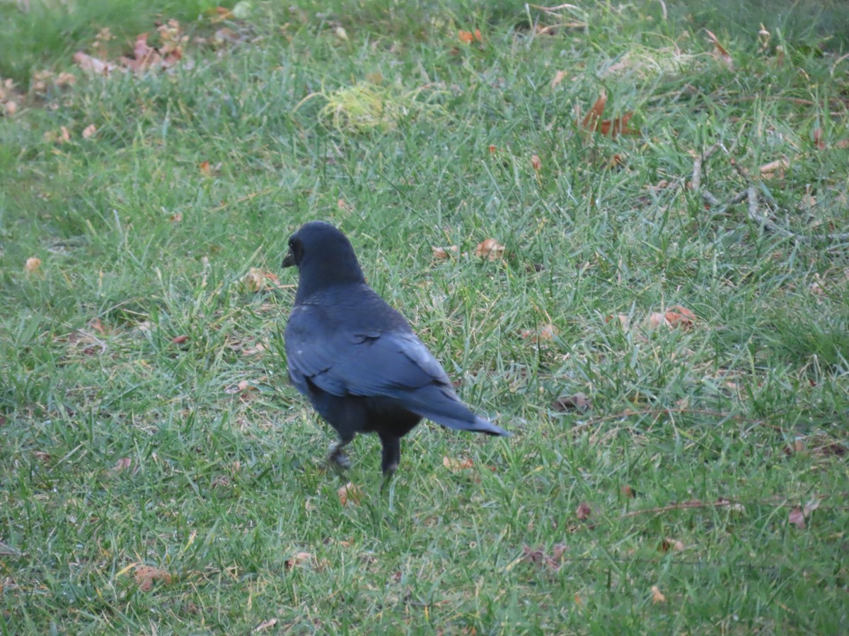 vrána americká - ML645176954