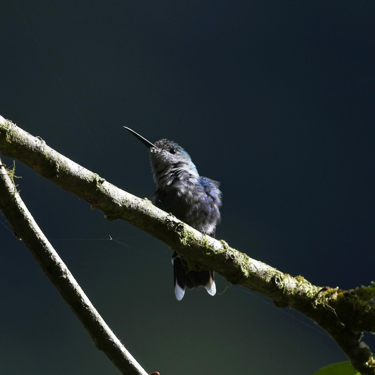 Crowned Woodnymph - ML645176966