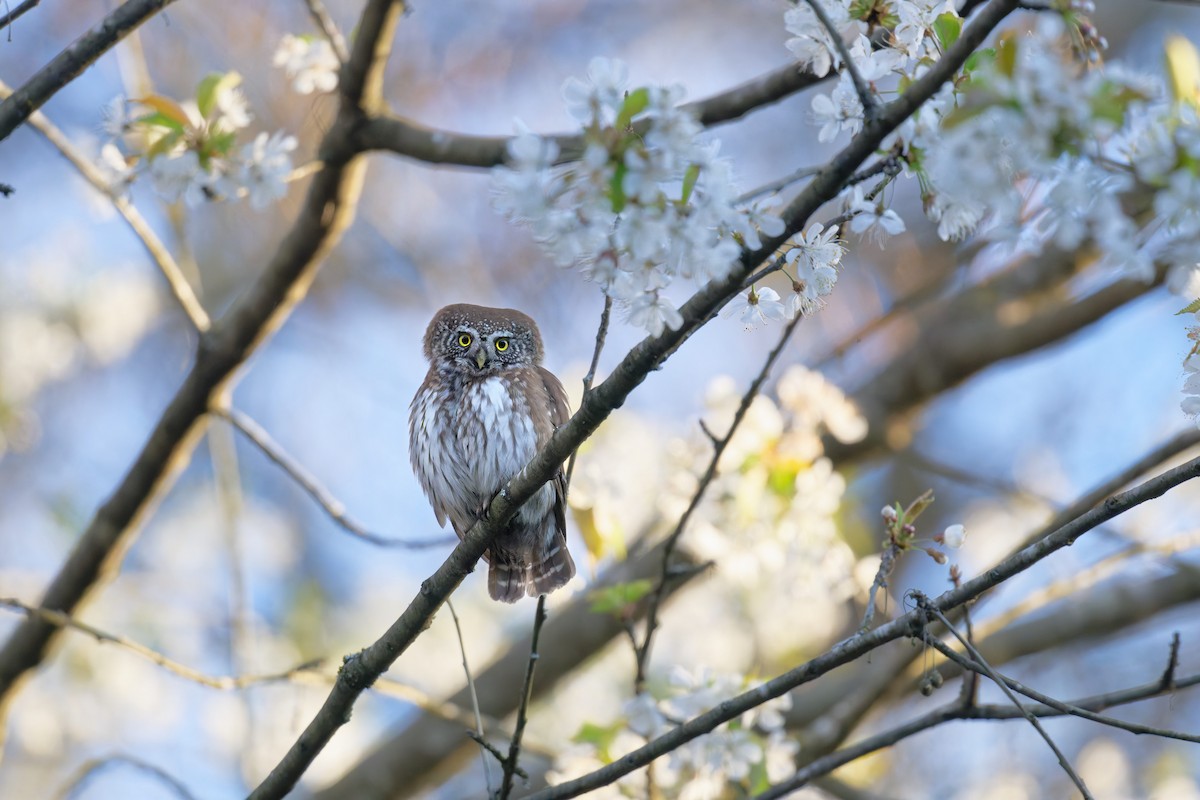 Eurasian Pygmy-Owl - ML645176982