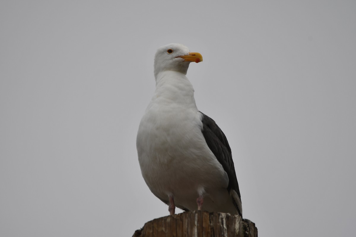 アメリカオオセグロカモメ - ML645176992