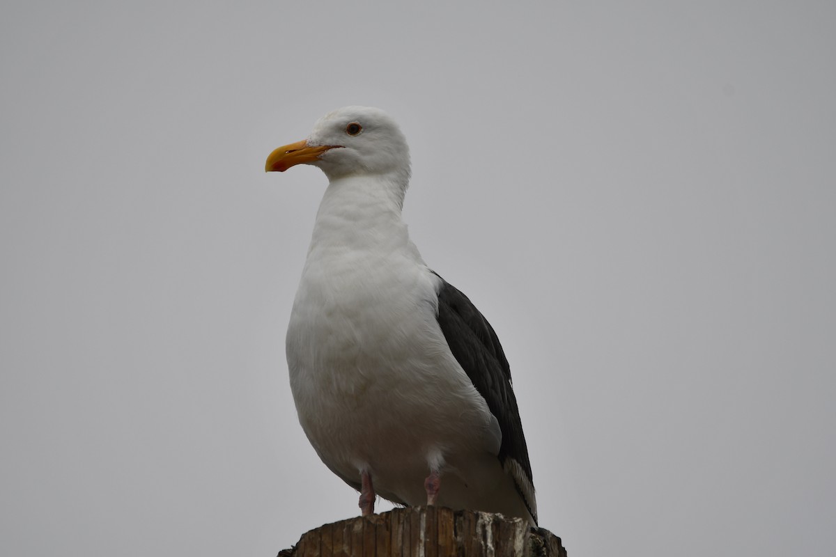 アメリカオオセグロカモメ - ML645176993