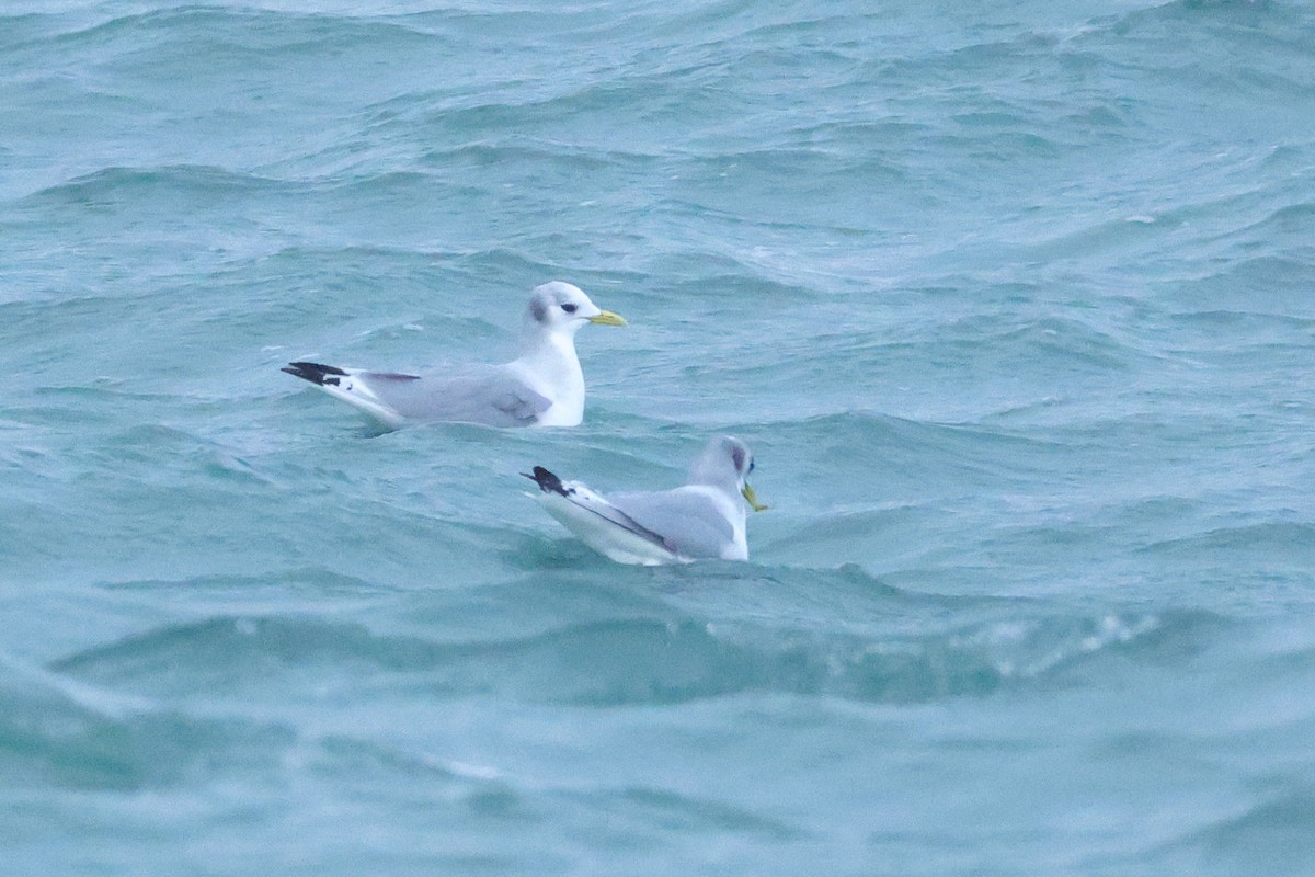 krykkje - ML645176995