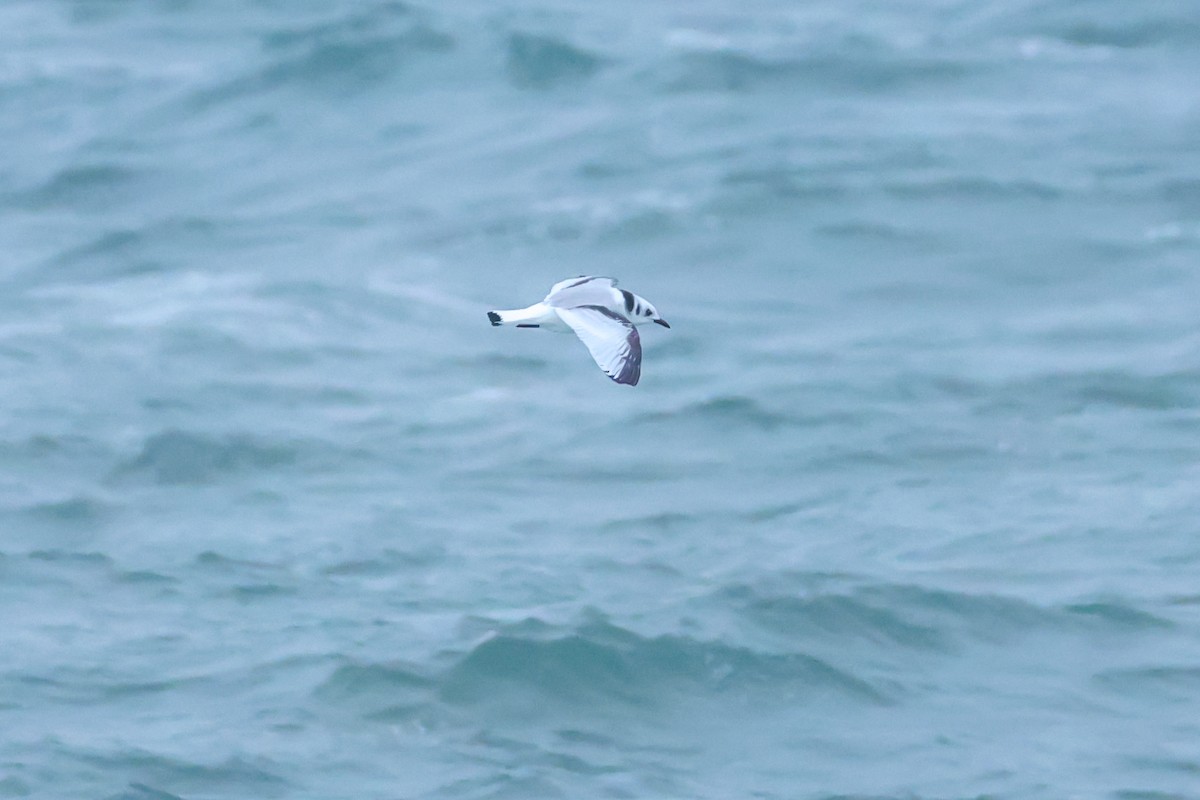 krykkje - ML645176996