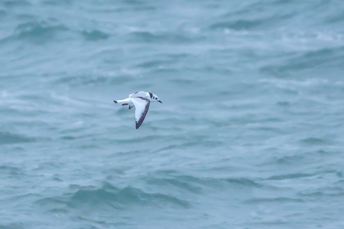 krykkje - ML645176997