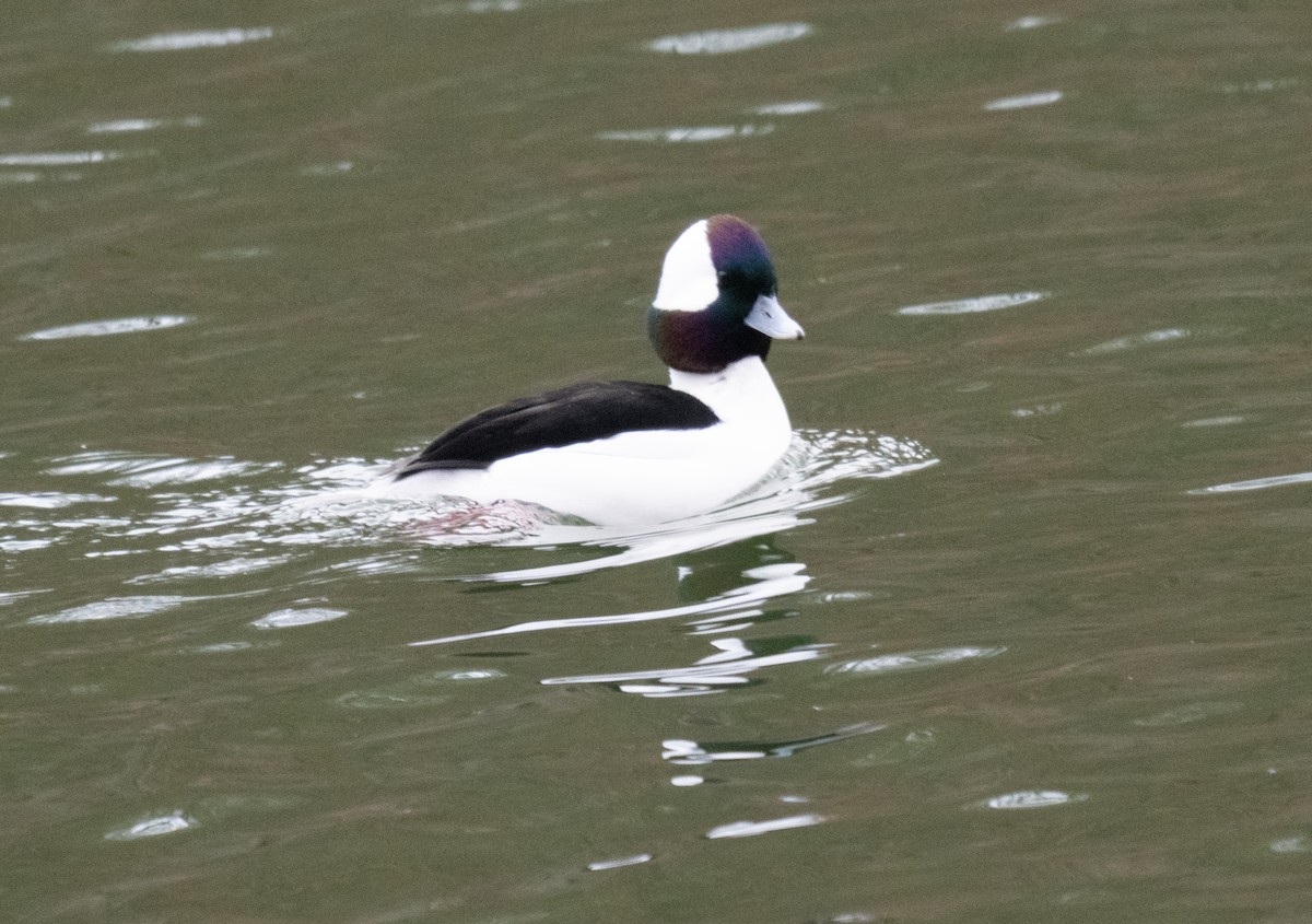 Bufflehead - ML645176999