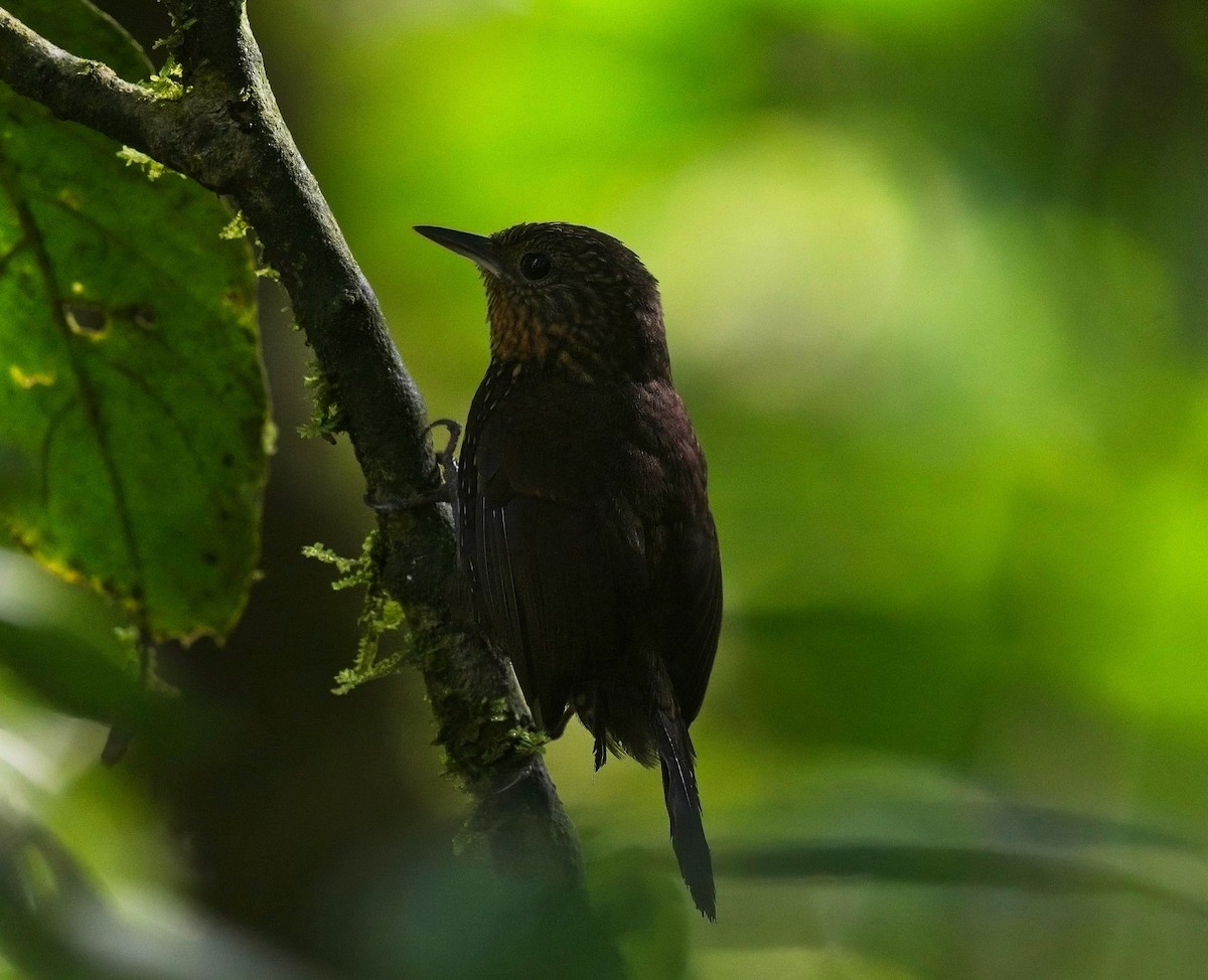 Spotted Barbtail - ML645177009