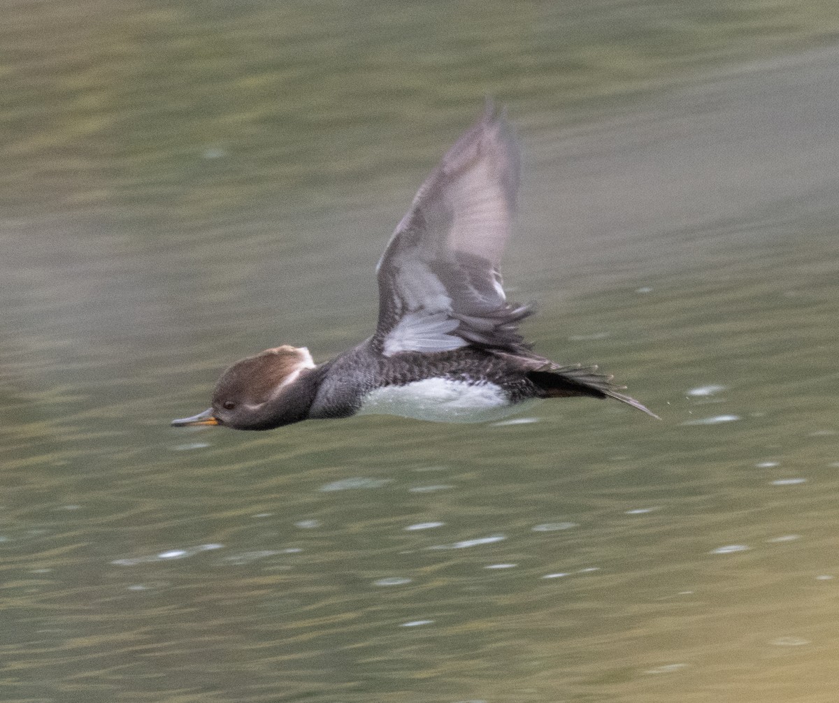 Hooded Merganser - ML645177011