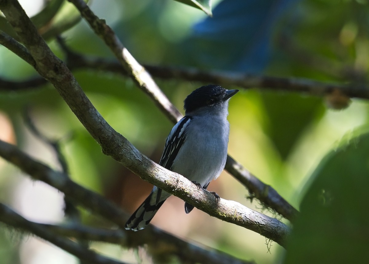 White-winged Becard - ML645177016