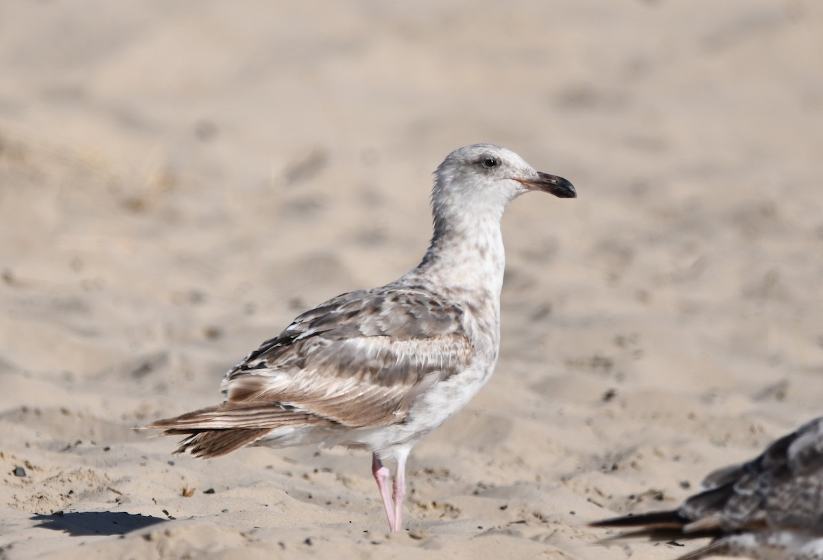 アメリカオオセグロカモメ - ML645177018