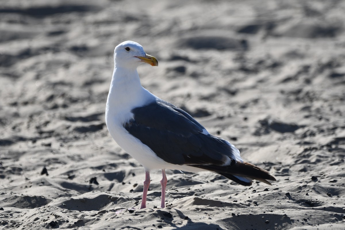 Мартин західний - ML645177019