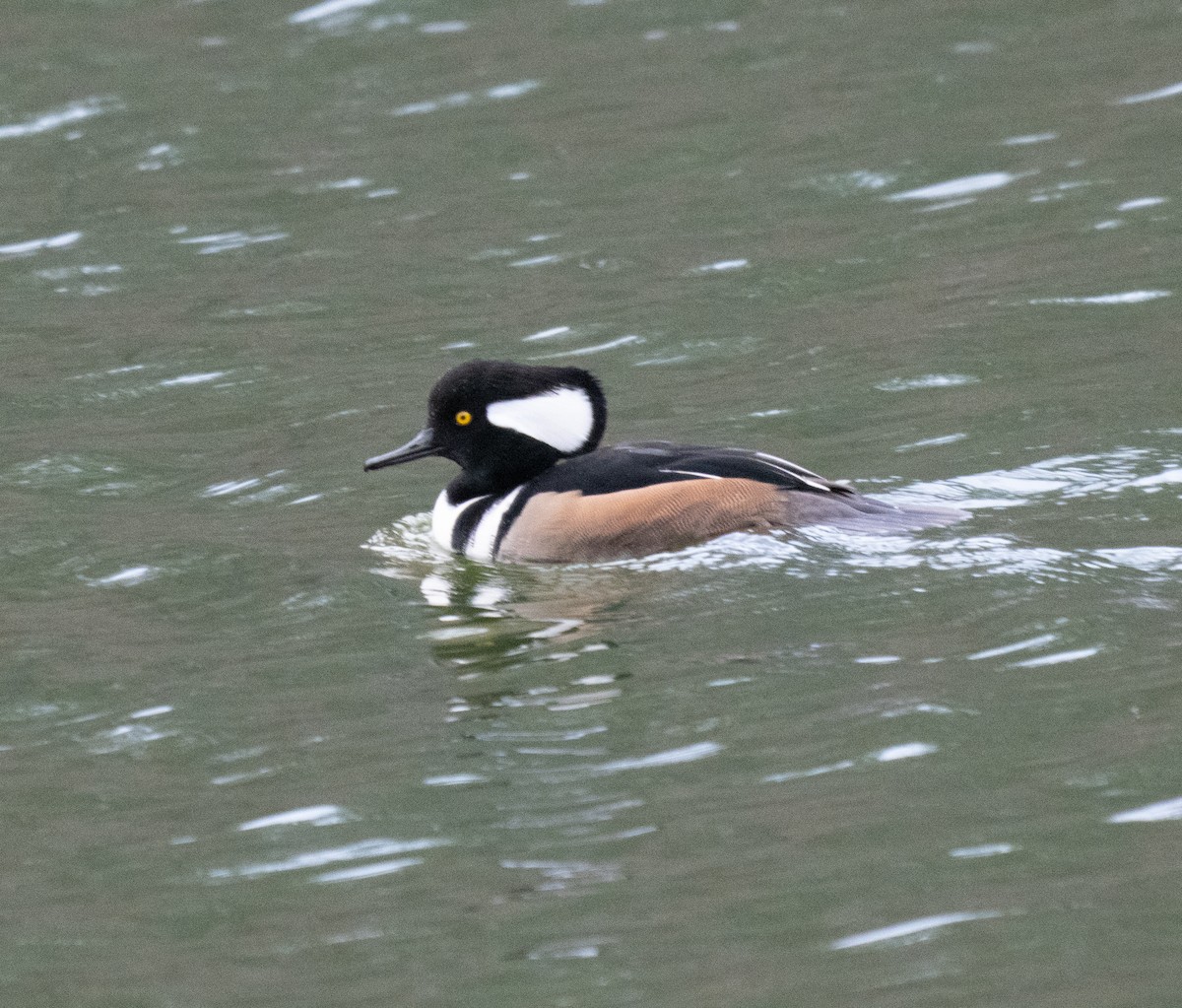 Hooded Merganser - ML645177051