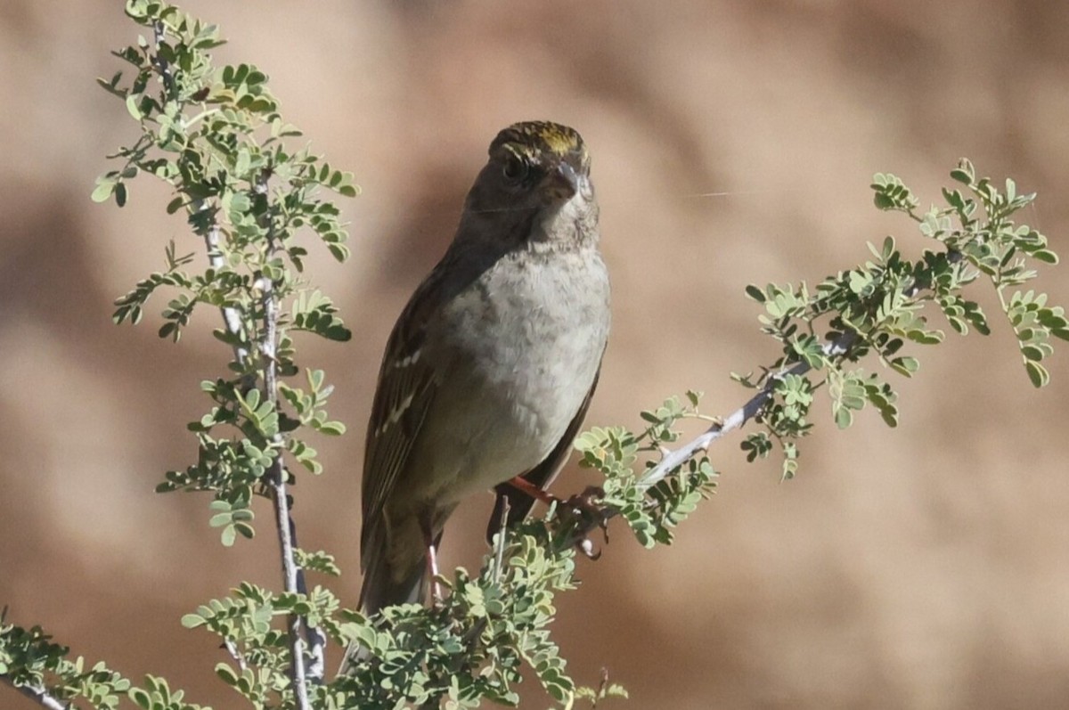Golden-crowned Sparrow - ML645177054