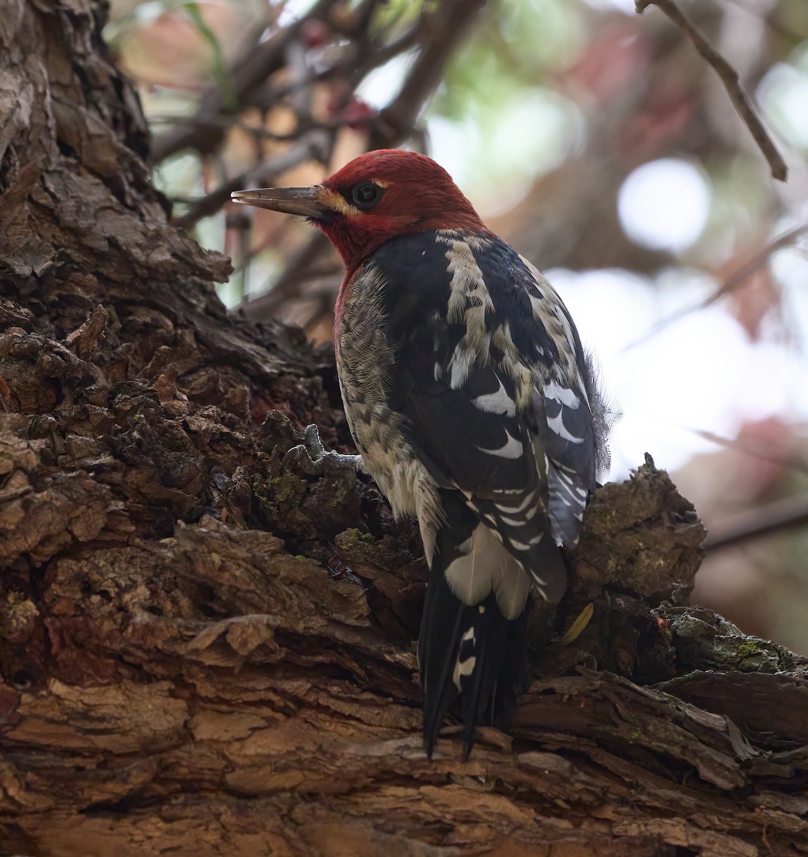 Дятел-смоктун червоноголовий - ML645177059