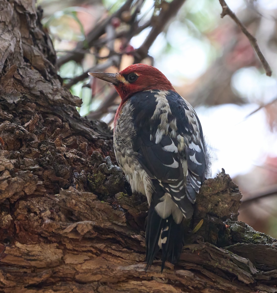 Дятел-смоктун червоноголовий - ML645177060