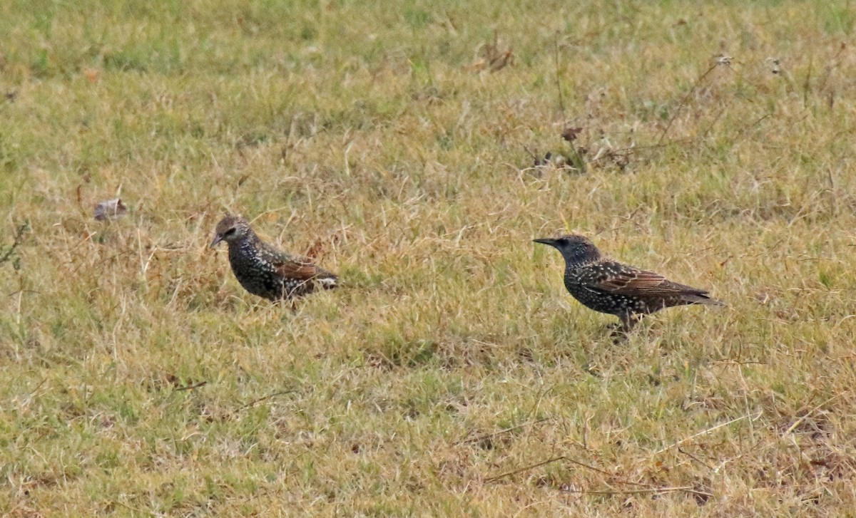 European Starling - ML645177064