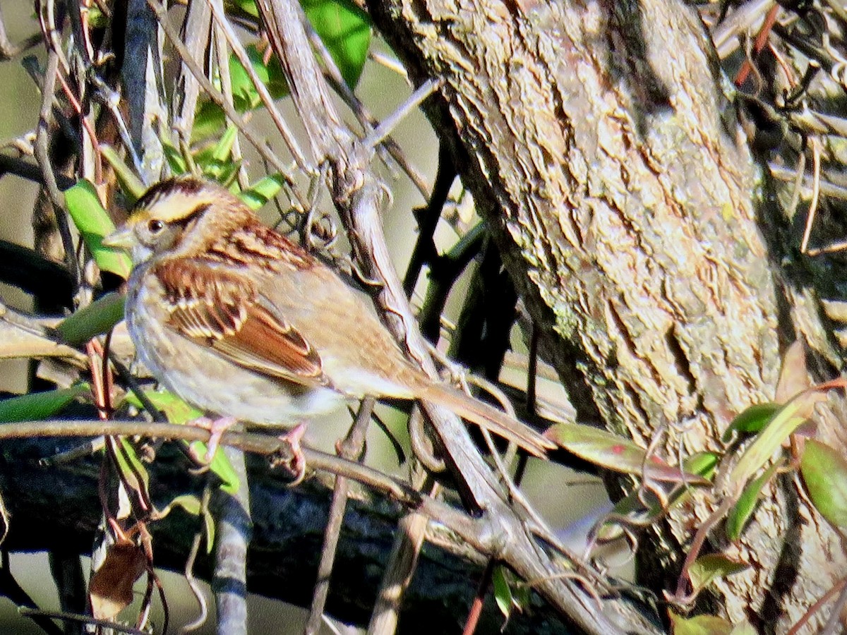 Бруант білогорлий - ML645177066