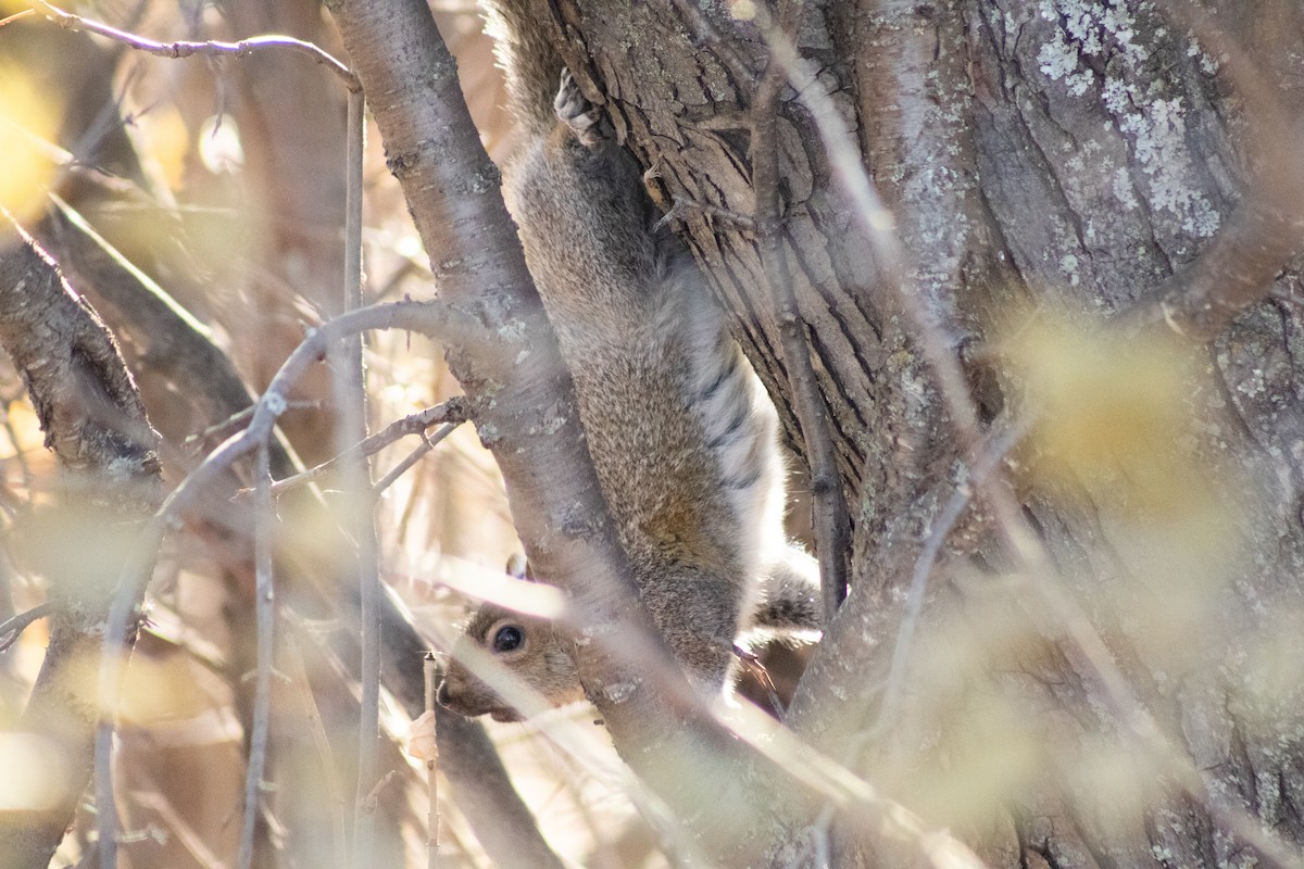 Eastern Gray Squirrel - ML645177067
