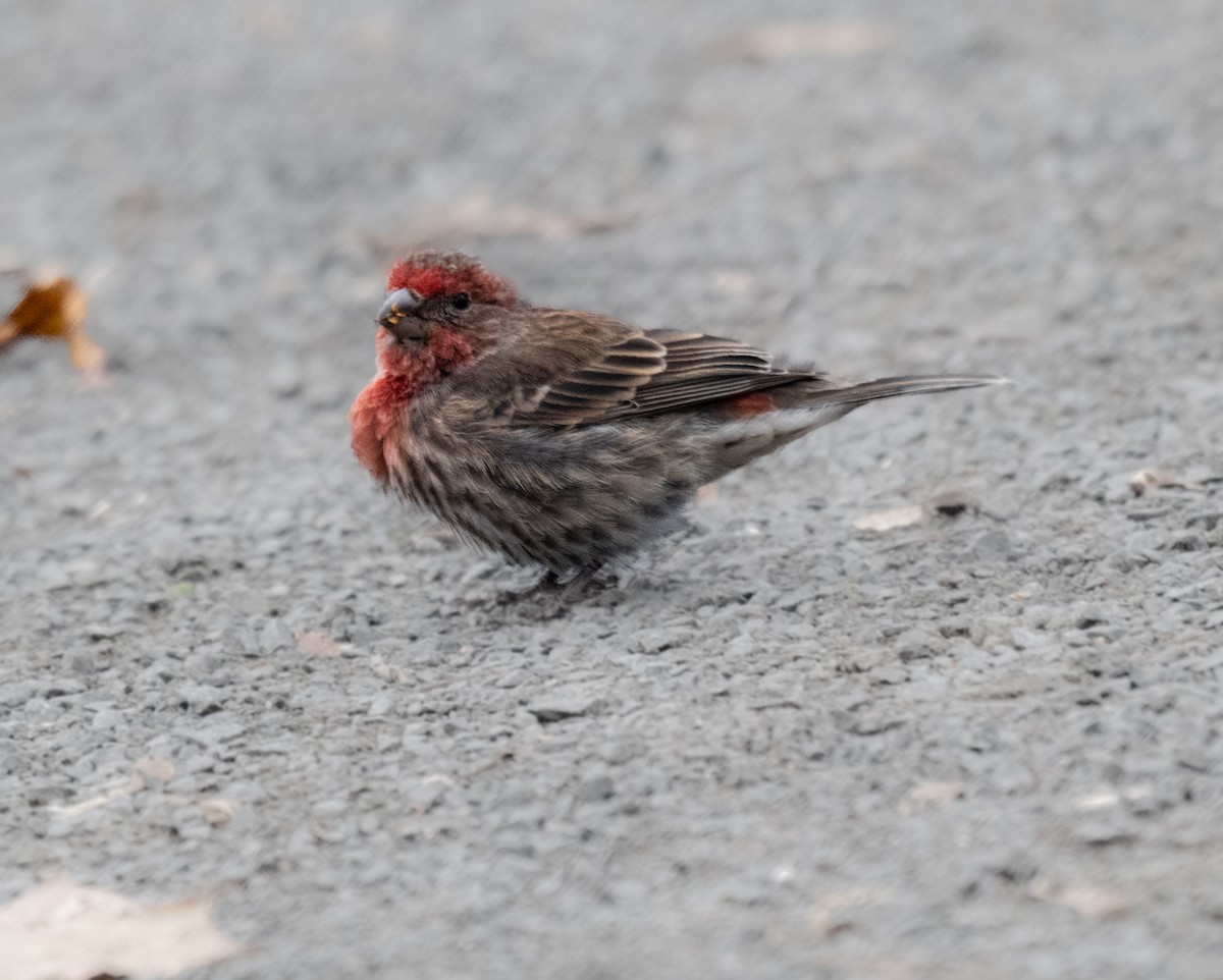 Чечевиця садова - ML645177070