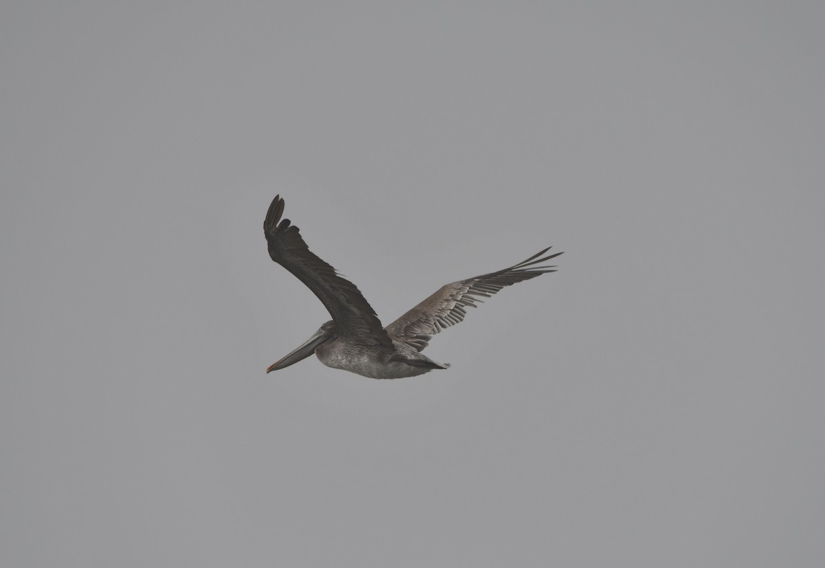 Пелікан бурий (підвид californicus) - ML645177074