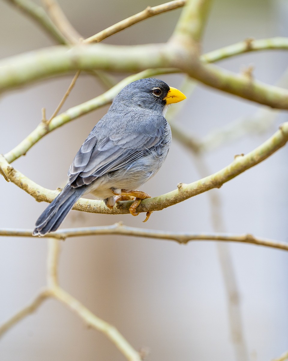 Інкавець сірий - ML645177076