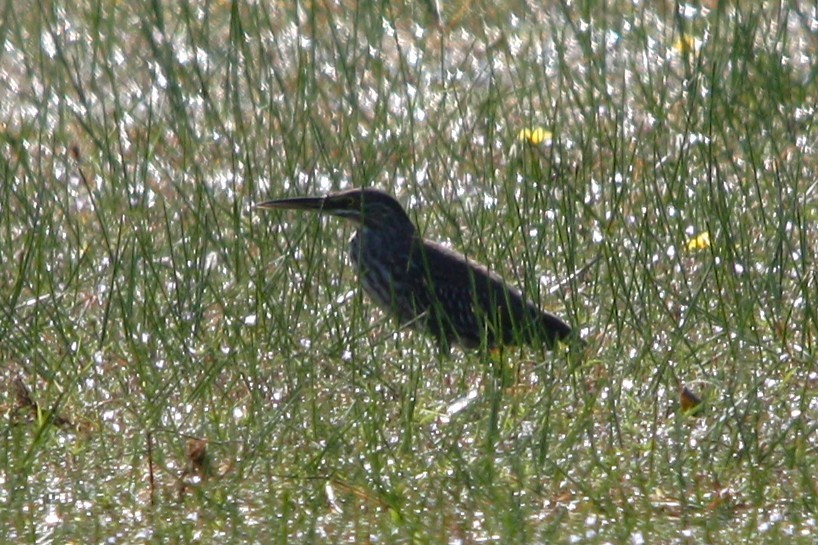 Чапля смугаста - ML645177078