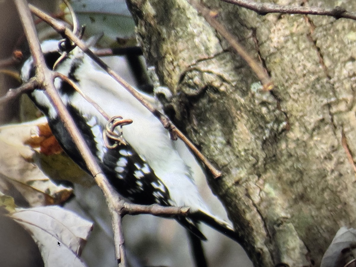 Дятел пухнастий - ML645177080