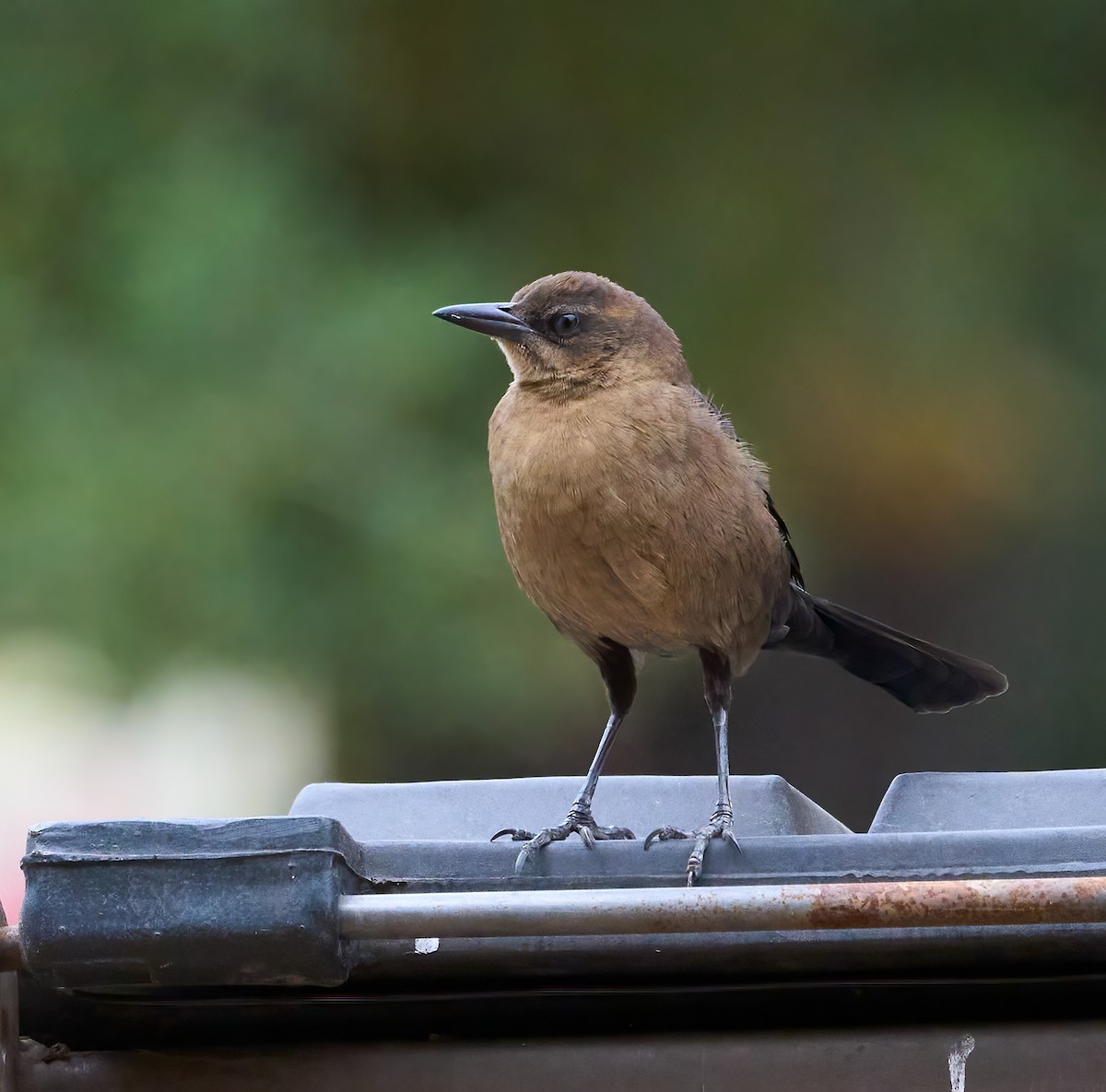Гракл великохвостий - ML645177082