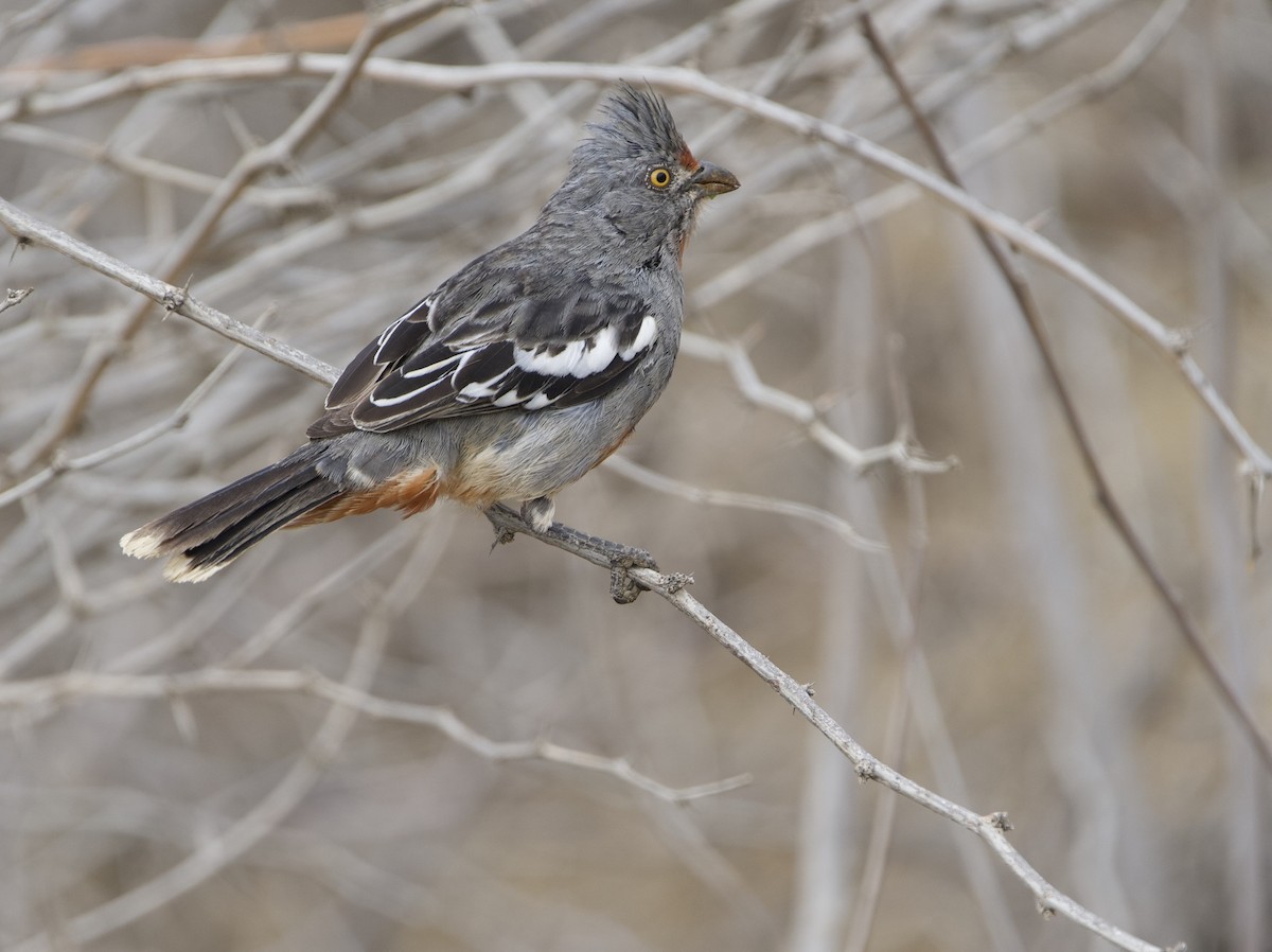 Рара перуанська - ML645177089