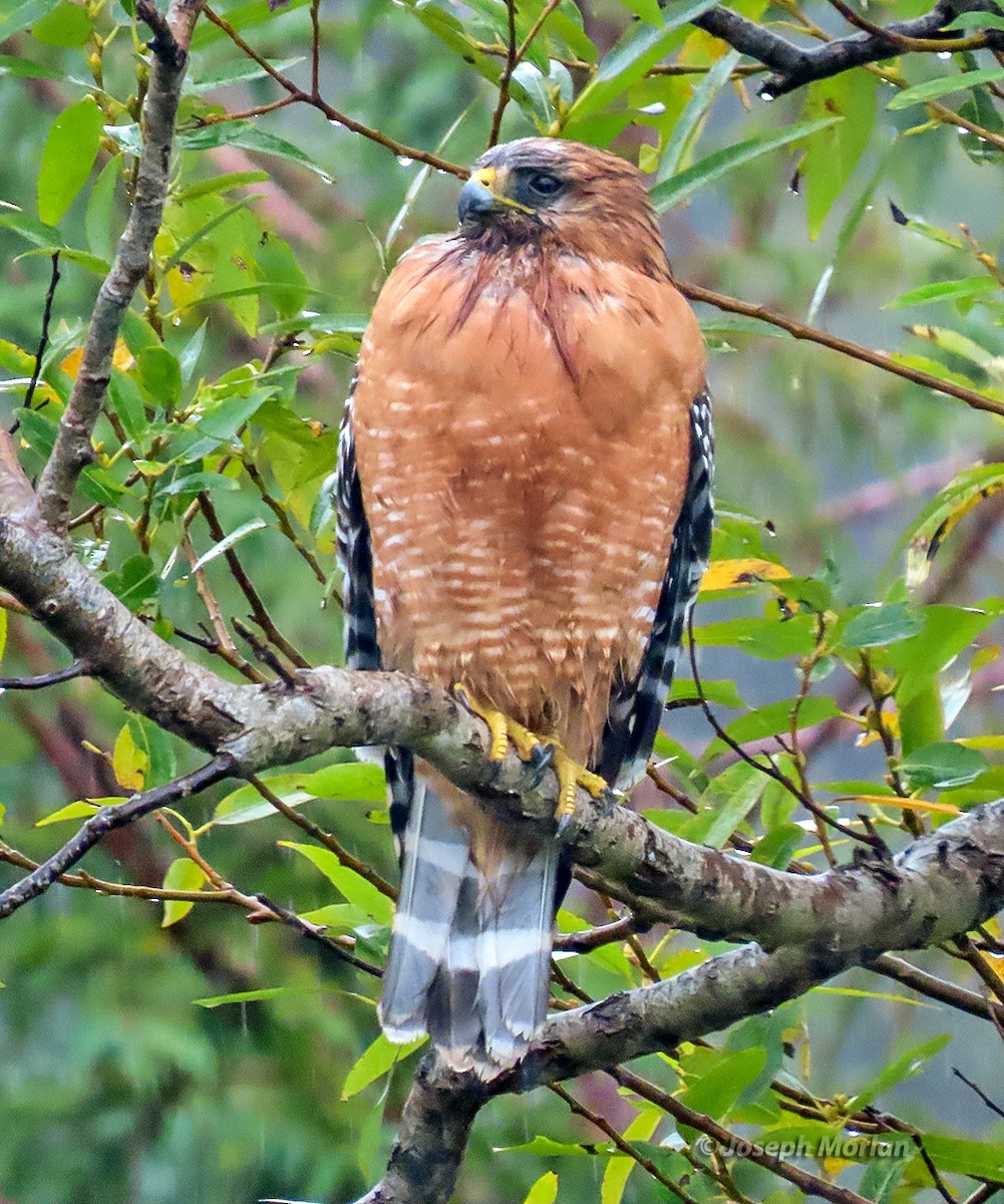 Канюк рудоплечий - ML645177092