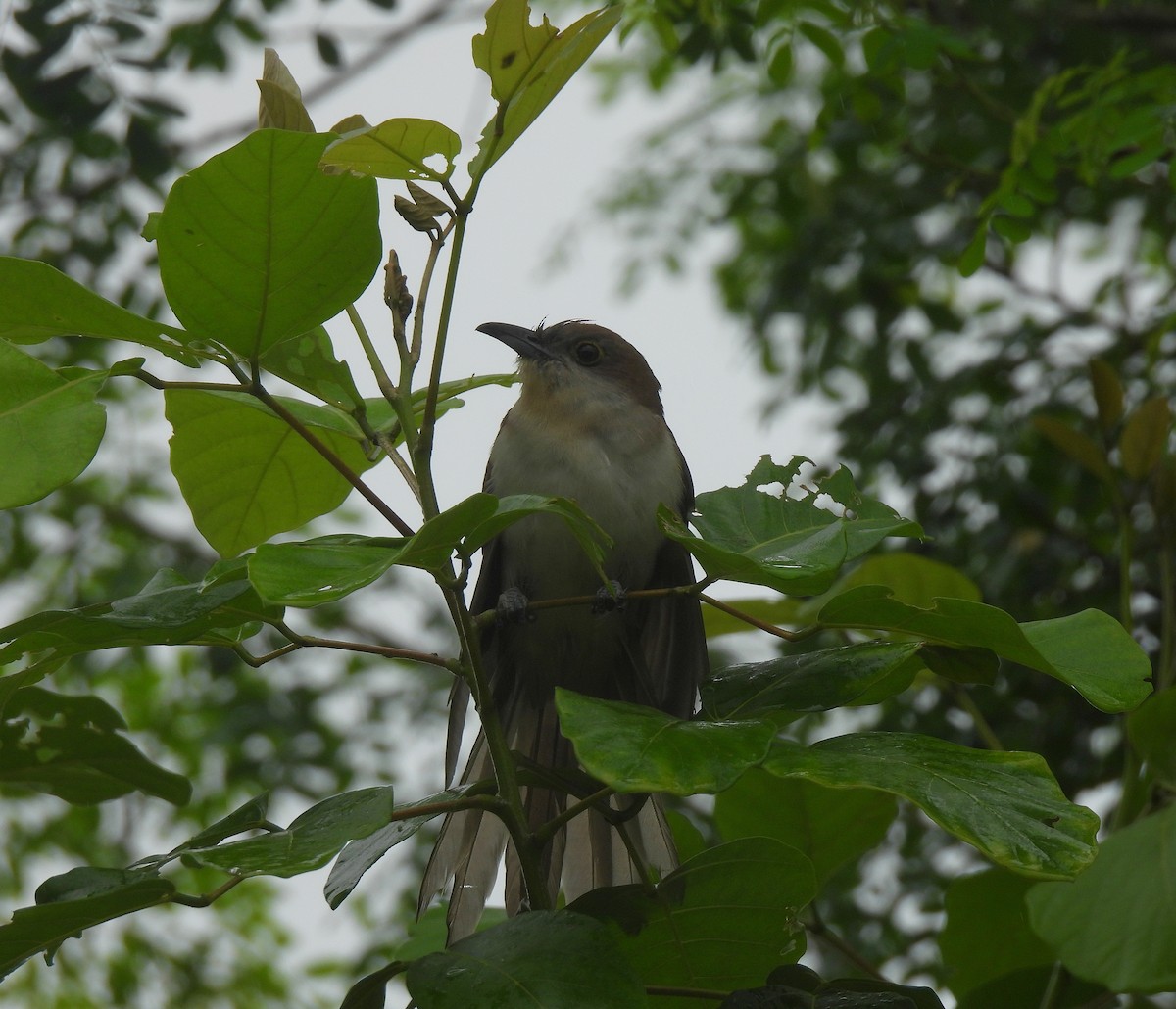 Black-billed Cuckoo - ML645177097