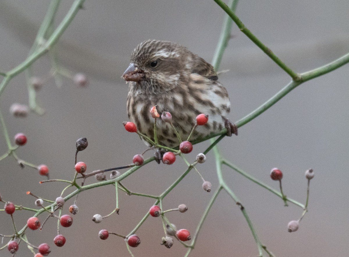 Purple Finch - ML645177104