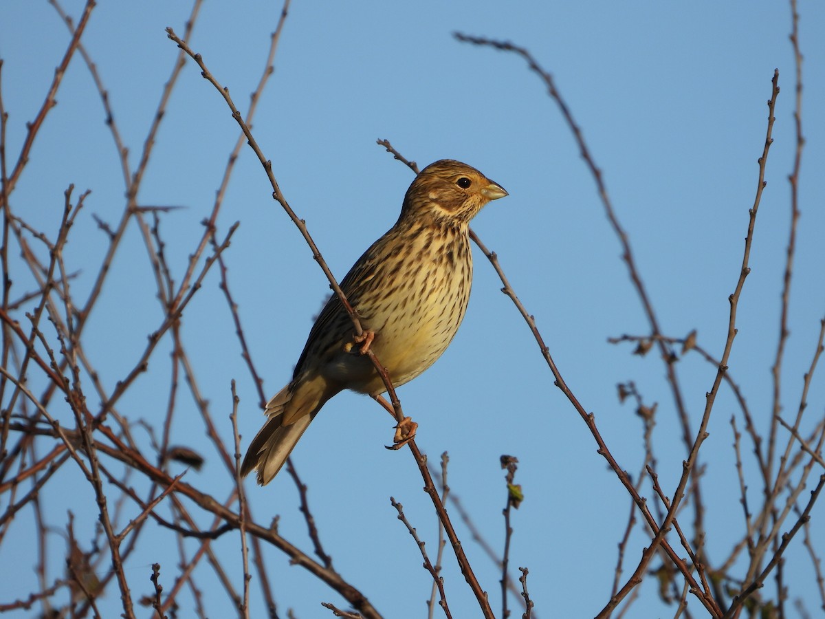 Corn Bunting - ML645177106