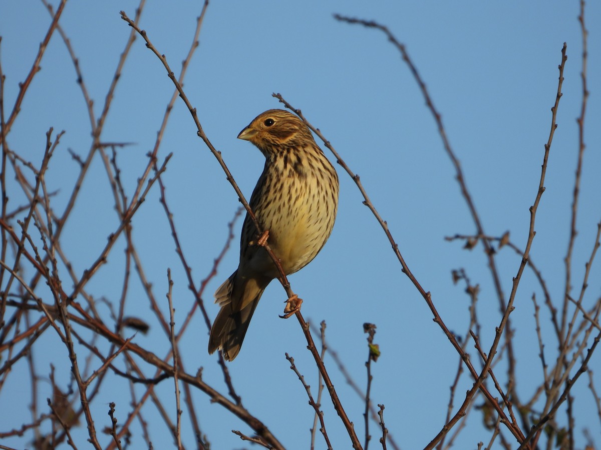 Corn Bunting - ML645177107