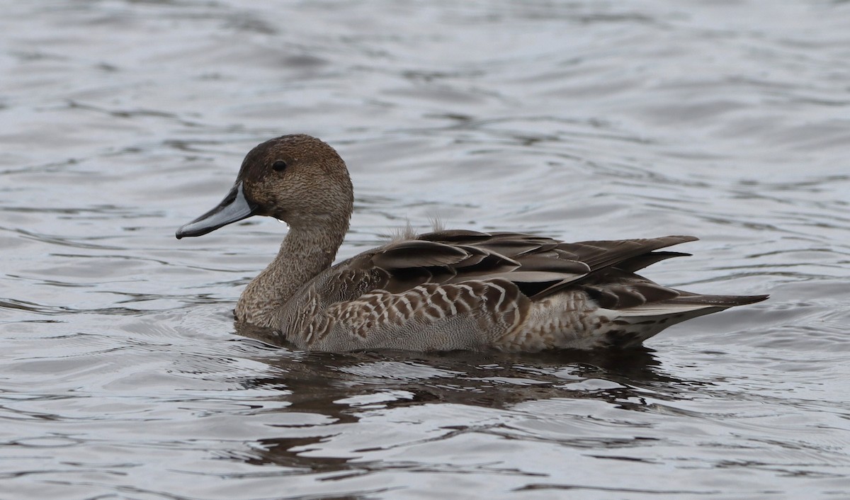Northern Pintail - ML645177108