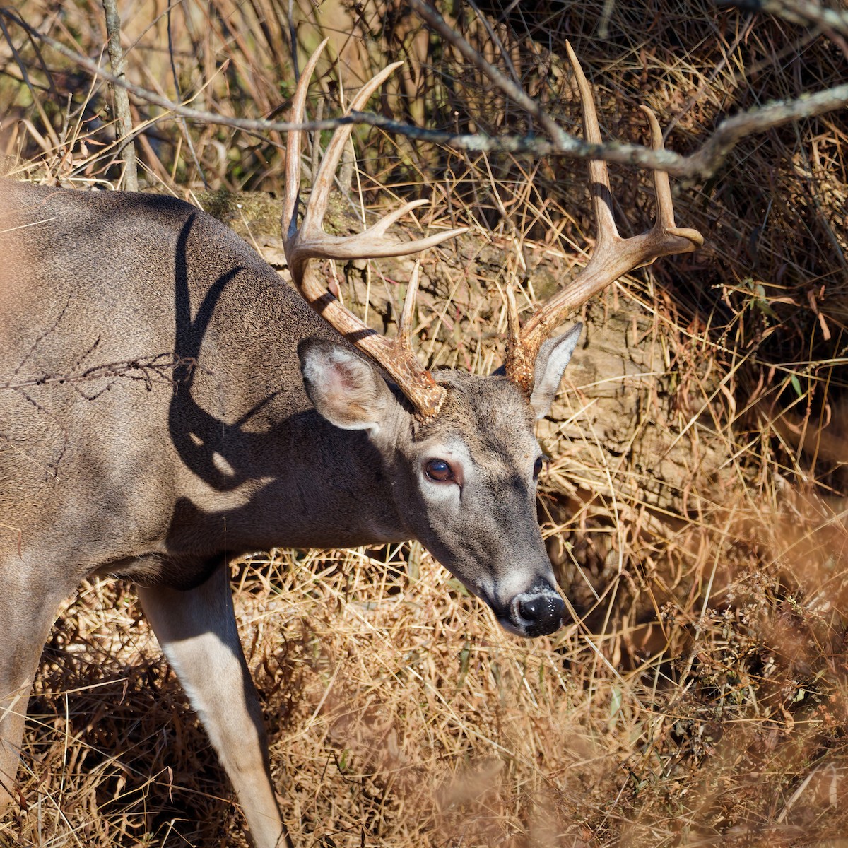 White-tailed Deer - ML645177114