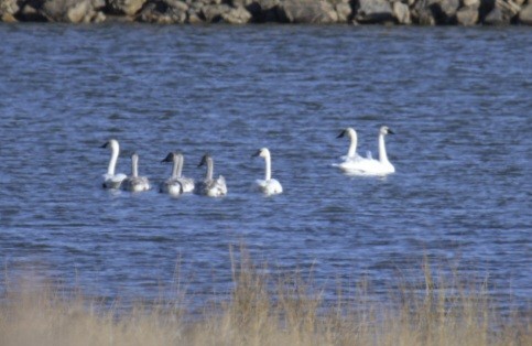 Trumpeter Swan - ML645177116
