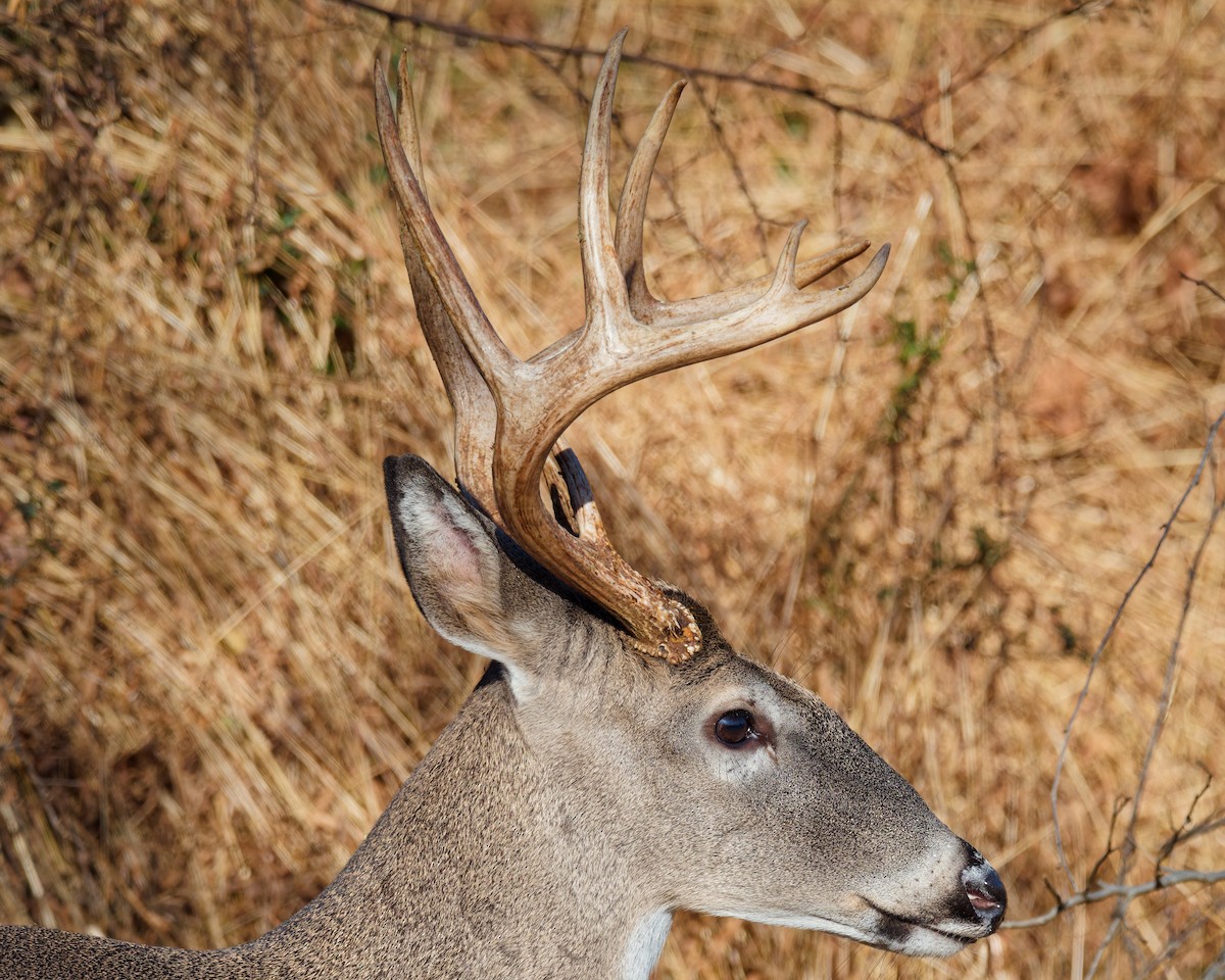 White-tailed Deer - ML645177125