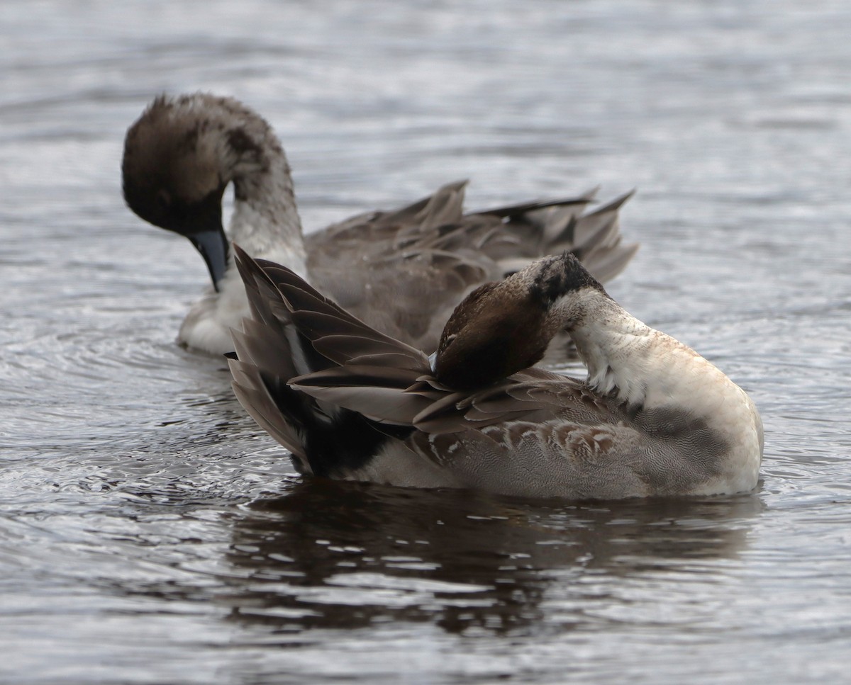 Northern Pintail - ML645177128