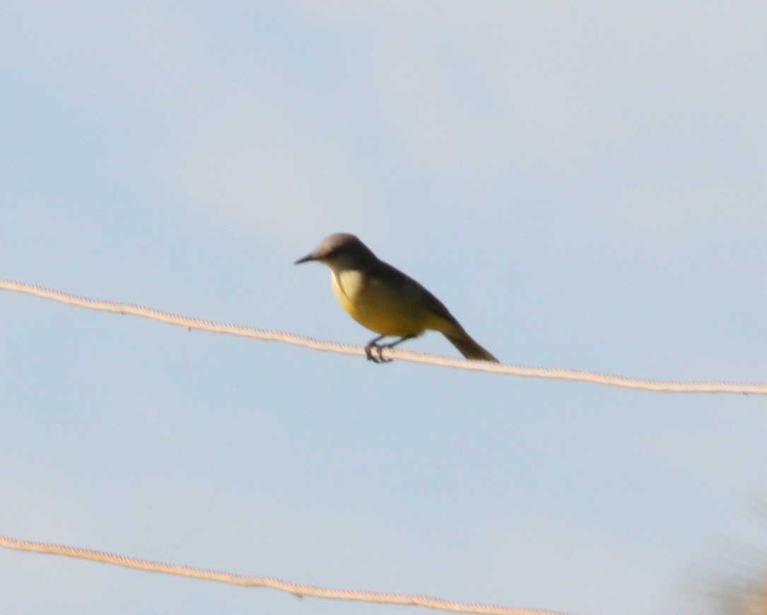 Cattle Tyrant - ML645177133