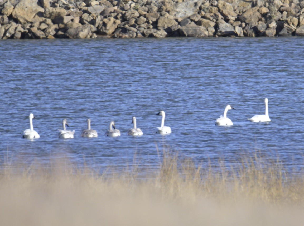 Trumpeter Swan - ML645177135