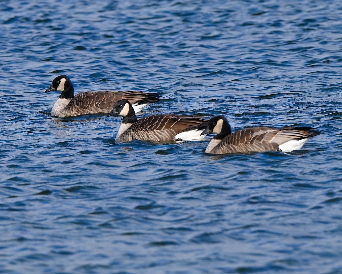 Canada Goose - ML645177144