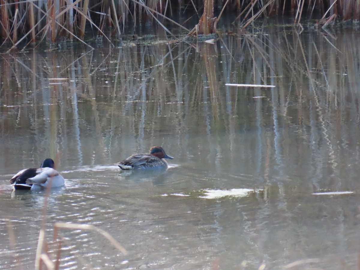 Green-winged Teal - ML645177154