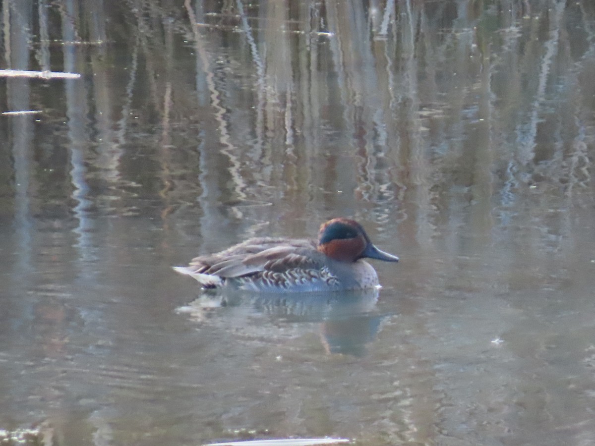Green-winged Teal - ML645177166